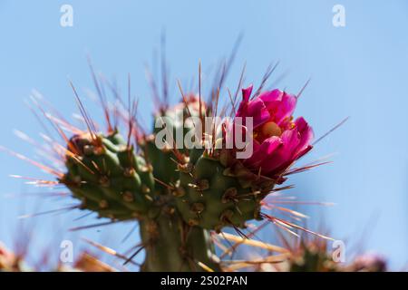 Ce cactus Prickly Pear, également connu sous le nom d'Opuntia, fleurit avec des fleurs roses vibrantes dans le désert de l'Arizona. Le cactus prospère dans le désert rude Banque D'Images