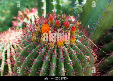 Cactus-baril en fleurs avec une couronne de fleurs rouges et orange, cactus rond du désert épineux gros plan Banque D'Images