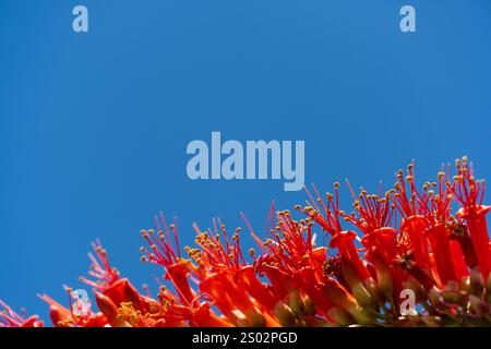 Le cactus Ocotillo, une plante du désert frappante, est en pleine floraison avec des fleurs rouges au bout de ses tiges épineuses. Ses branches longues et minces créent un uniqu Banque D'Images