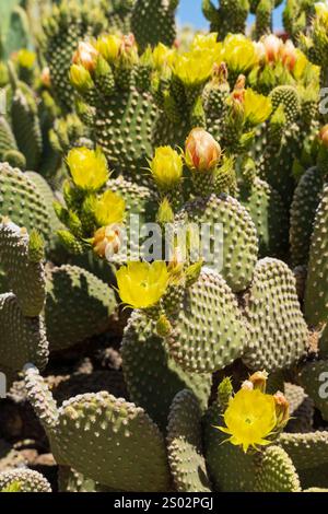 Ce cactus de barbarie arbore des fleurs jaunes éclatantes qui fleurissent sur ses tampons verts. Située dans le désert de l'Arizona, la plante prospère sous le Banque D'Images