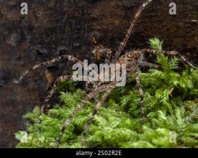 Vue latérale d'une araignée juvénile ornée de chasseur de lichen (Heteropoda boiei) rampant sur de la mousse Banque D'Images
