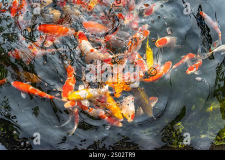 Carpes Koi la natation dans l'étang Banque D'Images