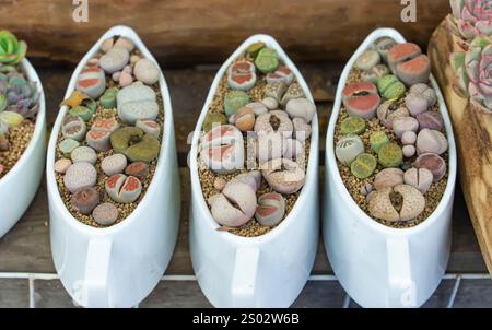 Lithops (pierre vivante), succulentes de cactus en planteur Banque D'Images