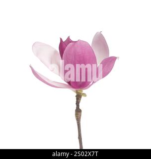 Fleur de magnolia rose isolé sur fond blanc Banque D'Images