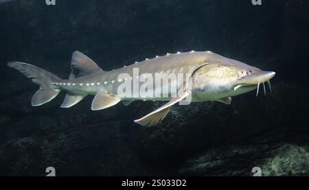 Un esturgeon glisse gracieusement dans les eaux claires au crépuscule, mettant en valeur sa forme et ses nageoires complexes dans son habitat. Banque D'Images