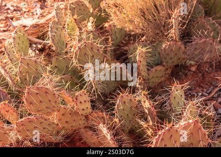 Un bouquet de plantes de cactus avec des feuilles brunes et vertes. Les plants de cactus sont dans une zone sèche et rocheuse Banque D'Images