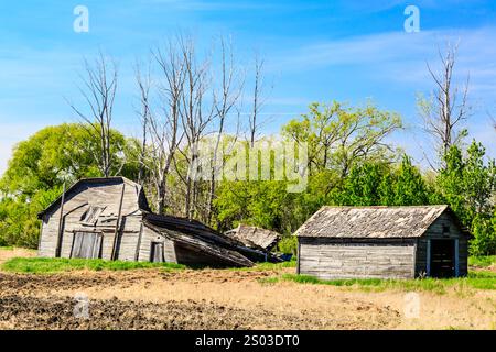 Une ancienne grange délabrée se trouve dans un champ avec un petit hangar et quelques arbres en arrière-plan Banque D'Images