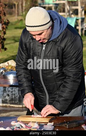 Ohrady, Dunajská Streda, Slovaquie - novembre 30 2024 : abattage traditionnel de porcs dans la communauté villageoise (zabíjačka), Banque D'Images