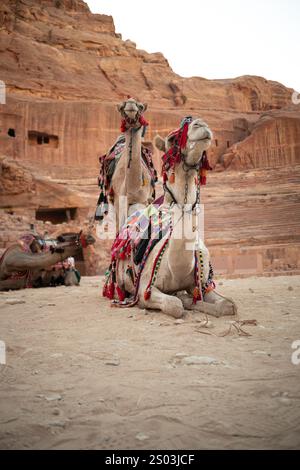 Chameau arabe avec décoration bédouine dans le désert de Pétra en Jordanie. Camelus dromedarius avec une bosse au moyen-Orient. Banque D'Images