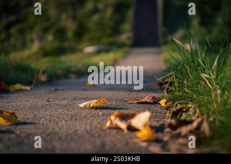 Vue focalisée des feuilles d'automne tombées sur un chemin pavé bordé d'herbe, capturé à la lumière naturelle pendant l'automne. Banque D'Images