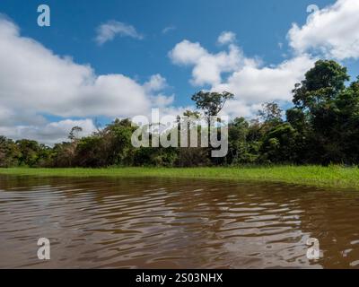 Paysage du fleuve Amazone. Prise près du parc national de Mamiraua. Banque D'Images