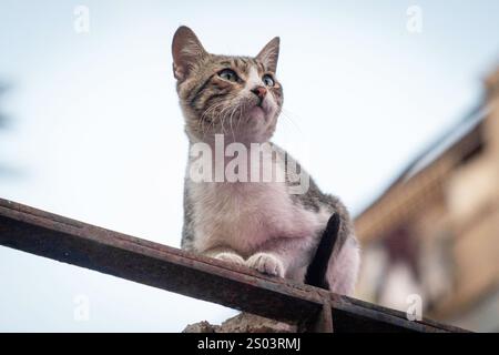 Un chat de rue perché gracieusement sur un bar en métal à Alexandrie, en Egypte, avec une expression alerte et curieuse, se fondant dans le paysage urbain. Banque D'Images