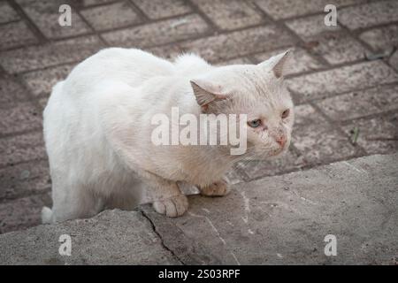 Un chat de rue blanc altéré avec des yeux perçants se tient sur un trottoir à Alexandrie, en Égypte, capturant l'esprit résilient des animaux errants urbains. Banque D'Images