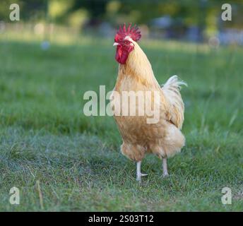 Coq de poulet Orpington brillant et en alerte sur le champ herbeux d'une ferme biologique pendant l'été. Banque D'Images