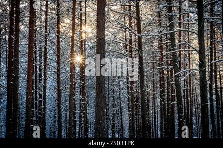 Une scène sereine de forêt d'hiver avec de grands pins couverts de neige. La lumière du soleil filtre à travers les branches, créant une atmosphère magique. La masse est Banque D'Images
