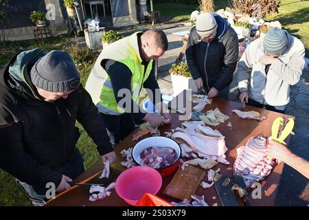 Ohrady, Dunajská Streda, Slovaquie - novembre 30 2024 : abattage de cochons de village traditionnel (zabíjačka), des gens travaillant ensemble à l'extérieur Banque D'Images