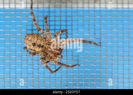 Une araignée Zoropsis spinimana, une espèce appartenant à la famille des Zoropsidae, grimpant sur une moustiquaire Banque D'Images