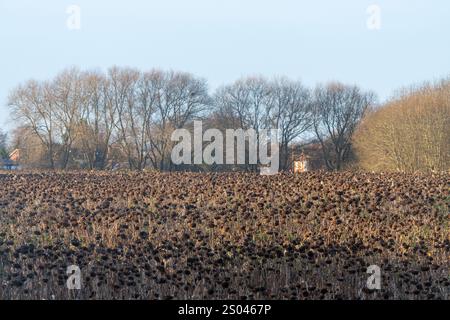 Un champ de tournesols en décembre est parti pour les oiseaux pour se nourrir des graines de tournesol pendant l'hiver, Surrey, Angleterre, Royaume-Uni Banque D'Images