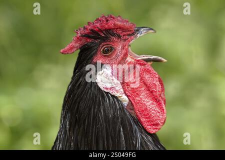 Coq de la race de poule alsacienne (Gallus gallus F. dom.), de couleur bleue à franges, avec un peigne de rose qui s'effile vers l'arrière comme une épine, un visage rouge, blanc Banque D'Images