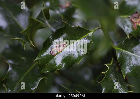 Mouche mineuse à feuilles (Phytomyza ilicis) et houx d'Europe (Ilex aquifolium), nourrissant des traces de larves sur houx, Rhénanie du Nord-Westphalie, Allemagne, Europe Banque D'Images