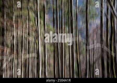 Image de forêt abstraite créée à l'aide de la technique intentionnelle de mouvement de caméra Banque D'Images