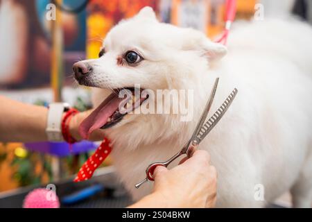 Gros plan de la main féminine tenant des ciseaux spéciaux dans le salon pour animaux de compagnie, le toilettage et la coupe des cheveux du chien pomeranian blanc joyeux spitz allemand. Banque D'Images