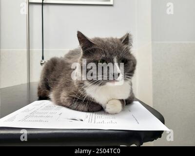 Gris avec des taches blanches chat en clinique vétérinaire en attente des résultats de test sanguin Banque D'Images