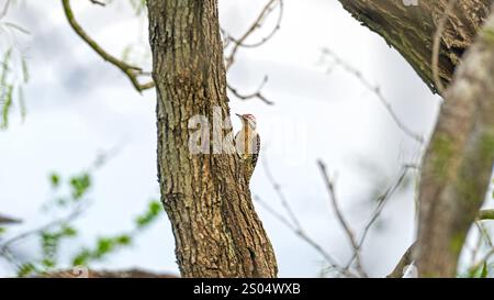 Un pics à échelle masculine sur un arbre dans la réserve nationale de Santa Ana Widllife au Texas Banque D'Images