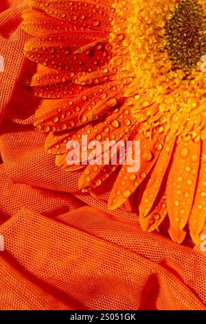 Fleur de gerbera orange avec des gouttes d'eau, gros plan Banque D'Images