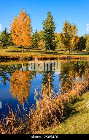 Un étang tranquille avec un beau reflet d'arbres dans l'eau. Les arbres qui entourent l'étang sont à différents stades de l'automne, avec quelques feuilles St Banque D'Images