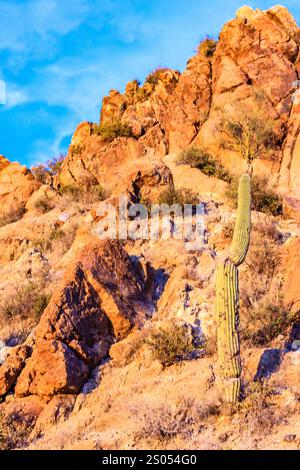 Un cactus se tient sur une colline rocheuse. Le cactus est grand et a une tige brune. La colline est rocheuse et aride, sans végétation en vue. Le Banque D'Images