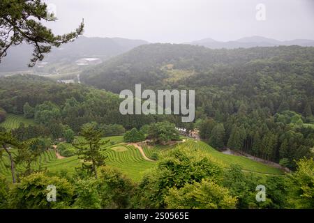 agricole, agriculture, asie, asiatique, contexte, bush, buissons, campagne, culture, ferme, terre agricole, champ, frais, jardin, vert, thé vert, gr Banque D'Images