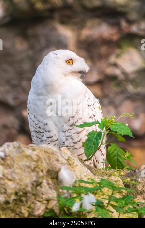 Un hibou des neiges est assis sur une falaise rocheuse. La chouette des neiges (Bubo scandiacus), également connue sous le nom de chouette polaire, blanche ou arctique, Banque D'Images