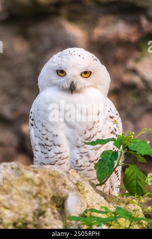 Un hibou des neiges est assis sur une falaise rocheuse. La chouette des neiges (Bubo scandiacus), également connue sous le nom de chouette polaire, blanche ou arctique, Banque D'Images