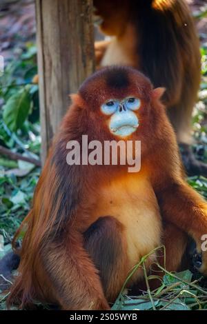 Le singe doré du Sichuan (Rhinopithecus roxellana) est un primate menacé endémique des forêts montagneuses chinoises. Banque D'Images