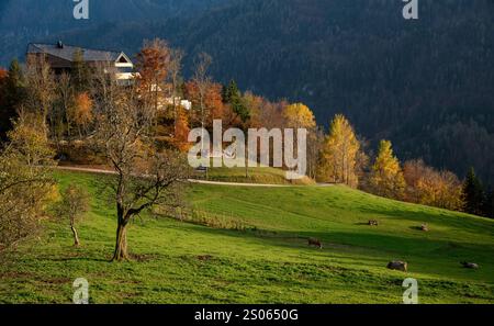 Paysage d'automne idyllique avec des vaches qui paissent paisiblement dans une prairie verte vibrante, avec un chalet moderne niché parmi les arbres colorés et le sloven Banque D'Images