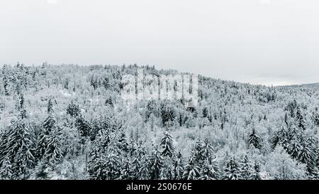 Une vue panoramique à couper le souffle d'une forêt dense recouverte de neige, s'étendant sur des collines ondulantes sous un ciel couvert d'hiver. Banque D'Images