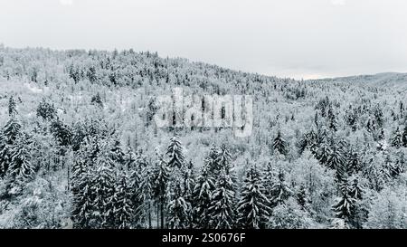 Une vue aérienne expansive d'une forêt enneigée sereine pendant l'hiver. Les arbres givrés et les collines ondulantes créent une scène tranquille et pittoresque. Banque D'Images