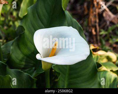 Un beau Lily blanc de Calla, Zantedeschia aethiopica, fleurit dans un petit étang dans un parc forestier près de Yokohama, au Japon. Banque D'Images