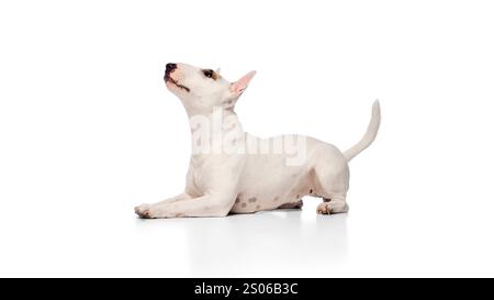 Charmant petit Bullterrier anglais de race pure couché et ludique regardant vers le haut sur fond blanc de studio. Banque D'Images