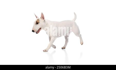 Portrait dynamique de petit animal de compagnie mignon, bullterrier anglais drôle courant sur fond blanc de studio. Bonne muselière. Banque D'Images