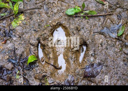 Empreinte d'un tapir d'Amérique du Sud (Tapirus terrestris) dans la boue. Brésil. Banque D'Images