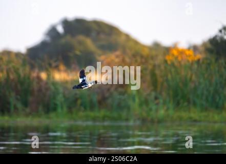 Un oeil d'or commun (Bucephala clangula) survolant un marais. Texas, États-Unis. Banque D'Images