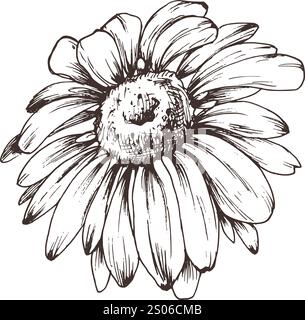 Fleurs de jardin d'automne rudbeckia objet unique. Dessin au trait graphique dessiné à la main à l'encre brune monochrome. Illustration vectorielle d'élément EPS isolé Illustration de Vecteur