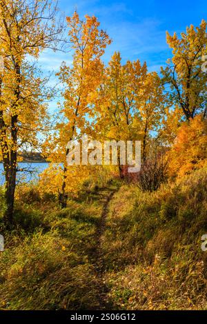 Un chemin à travers une forêt avec des arbres aux couleurs d'automne. Les arbres sont grands et feuillus, et le chemin est bordé d'herbe. Le ciel est clair et bleu, et th Banque D'Images