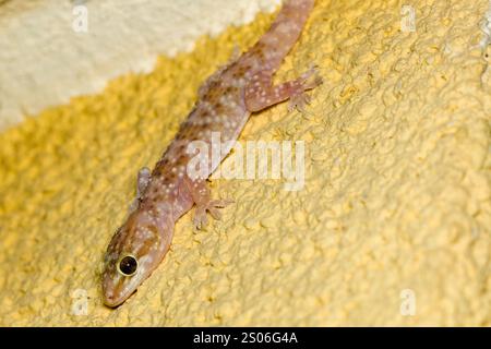 La maison méditerranéenne gecko (Hemidactylus turcicus) sur le mur de la maison Banque D'Images