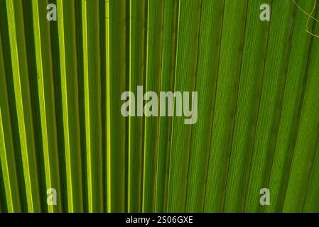 Une plante verte feuillue avec une tige longue et mince. Les feuilles sont disposées en spirale Banque D'Images