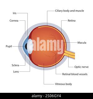 Structure de l'anatomie de l'oeil humain. Schéma détaillé du globe oculaire. Vue latérale. Illustration vectorielle Illustration de Vecteur