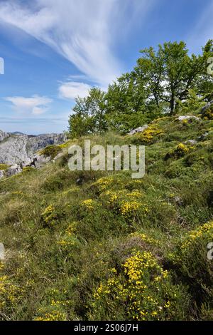 Trekking jusqu'à Pena main dans le parc national des Picos de Europa, Espagne Banque D'Images