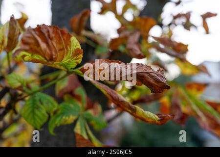 Les feuilles d'automne colorées affichent un mélange de teintes vertes, jaunes et brunes sur les branches, indiquant la transition des saisons dans un jardin pendant l'automne Banque D'Images